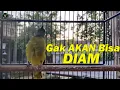 Download Lagu PANCINGAN CUCAK KURINCANG PALING AMPUH COCOK BUAT MASTERAN/PANCINGAN CUCAK KURINCANG BAHAN ATAU BISU