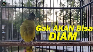 Download PANCINGAN CUCAK KURINCANG PALING AMPUH COCOK BUAT MASTERAN/PANCINGAN CUCAK KURINCANG BAHAN ATAU BISU MP3