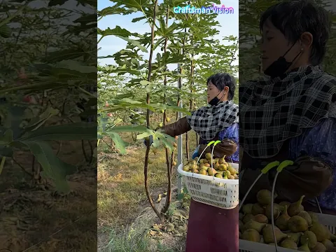 High quality figs cultivation technology
