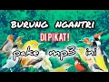 Lagu suara pikat burung kecil ampuh kombinasi korlap vs prenjak lumut ribut untuk burung susah turun