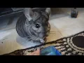 How To Tame A Chinchilla