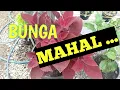 Download Lagu ANEKA MACAM BUNGA VIRAL