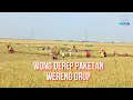 Wong Derep Paketan Wereng Grup - Edisi Panen Sawah Kidul Kali Cibuaya