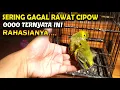 Lagu Merawat burung sirtu cipoh dari anakan lolohan konsisten dengan extra fooding ini, HASIL MEMUASKAN