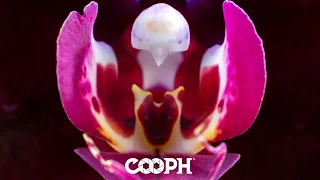 Orchid Photography