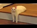 Download Lagu Super Weird Cats Compilation