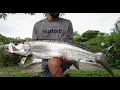 Huge Naples Florida Pond Tarpon