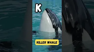    جولة سريعة في أبجديات القطب الشمالي   تعلم من الألف إلى الياء مع حيوانات القطب الشمالي للأطفال    دندنها