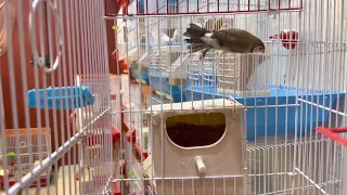 معلومات عن طائر البوم فينش العسلي 