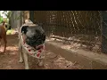 DFW pug rescue is no longer accepting dogs