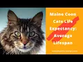 Maine Coon Cats Life Expectancy Average Lifespan