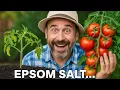 I Tested Epsom Salt on My Tomato Plants The Results Insane