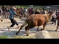 Download Lagu SEREM SAPI NGAMUK LEPAS KELUAR PASAR NYANTOL DI JARING