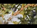 How to Identify Juniper for Harvesting the Fruit