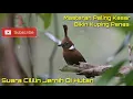 Download Lagu Audio Suara Cililin Di alam Liar Cocok Buat Masteran