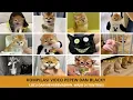 Download Lagu Kompilasi 17 Video Terlucu Pepew Dan Blacky Yang Wajib Di Tonton!