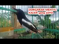 Download Lagu terapi menaikkan mental kacer yang loyo dan malas bunyi