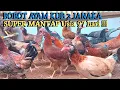 Lagu BOBOT AYAM KUB-2 KAKI KUNING USIA 97 HARI