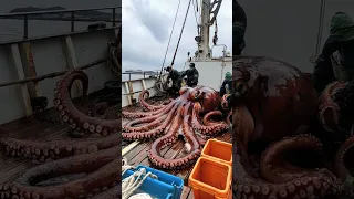 Big Octopus Caught Fishing Pacificocean Pacific Octopus Ai Deepsea Deepocean  Big Octopus Caught Fishing Pacificocean Pacific Octopus Ai Deepsea Deepocean