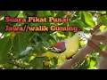 Suara Pikat Punai Jawa/walik gunung