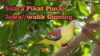 suara pikat punai jawa walik gunung
