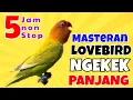 Download Lagu Masteran Lovebird Ngekek Panjang 5 Jam Tanpa Jeda
