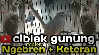 Download ciblek gunung keteran ngebren [ minion ] MP3