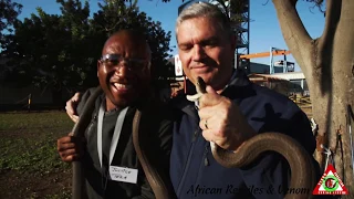 african reptiles u0026 venom on site snake catching training
