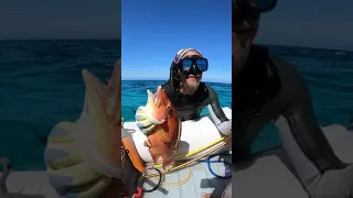 Spearing Hogfish and Lobster in No Name Cay Bahamas (WI Update)