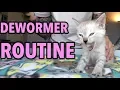 Deworming My Foster Kittens