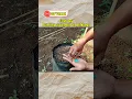 Download Lagu Eerste dag Komkommers planten in polybags #tuin