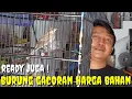 Download Lagu BUKAN OMON2 BOSQU ! BURUNG REAL GACORR DEPAN KAMERA, VOL GAK KALENG2
