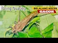 Download Lagu Suara Belalang Kecek || Walang Kerik