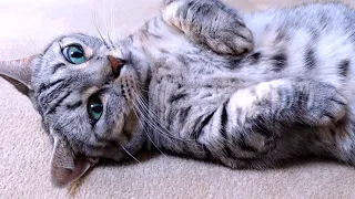 信じられないほど退屈な猫との生活
