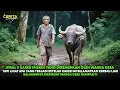 Lagu VIRAL !! KAKEK MISKIN SELAMATKAN SEEKOR KERBAU LIAR, BALASANNYA BIKIN WARGA DESA GEMPAR