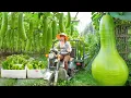 Download Lagu Use Truck Harvesting Tons Of Gourds Goes To Market Sell | Phương Farm Life