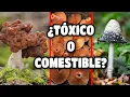 Download Lagu 🍄 Cómo RECONOCER 5 especies de HONGOS o SETAS COMESTIBLES  FÁCIL Y RÁPIDO