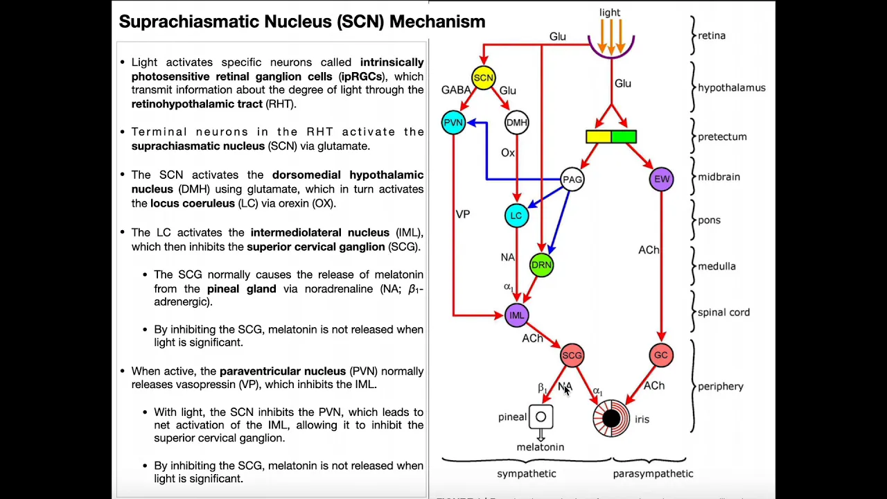 Light/Dark Mechanism of the Suprachiasmatic Nucleus