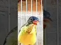 Download Lagu cocok buat pancingan burung korlap paud