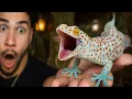 Catching HUGE INVASIVE TOKAY GECKOS For The Backyard