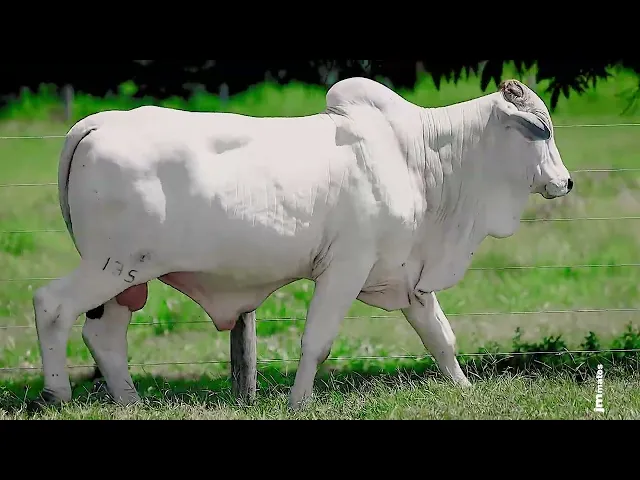 Touro Nelore FESN - 135