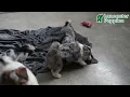 Lively Havapoo Puppies