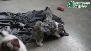 Lively Havapoo Puppies