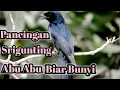 Download Lagu Pancingan Burung Srigunting Abu Abu Biar Bunyi#pancingansrigunting#sriguntinggacor