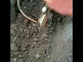 find the real treasure left by miss dutch - my metal detector found hidden treasure