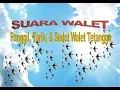 Download Lagu Suara Walet Panggil, Tarik Walet, \u0026 Sedot Walet tetangga 2021