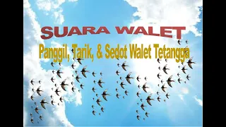 suara walet panggil tarik walet u0026 sedot walet tetangga 2021
