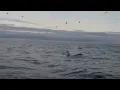Orcas and Aurora Borealis in Norway
