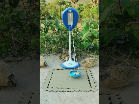 Very clever traps to catch quail effectively #shorts