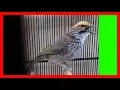 Download Lagu Kicau Burung Cucak Rowo Super Gacor